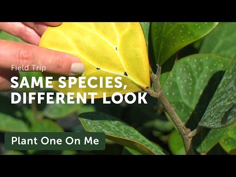 YouTube video about: Which variable appears to control leaf production in these plants?