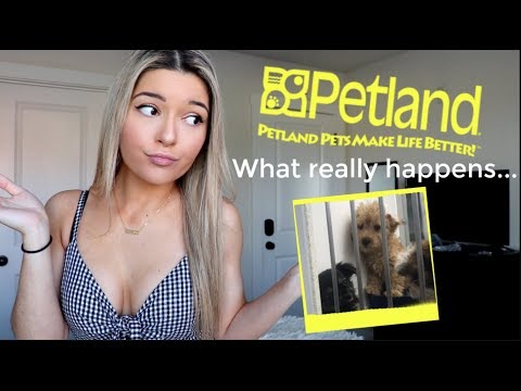 download lagu mp3 mp4 Petland Dogs, download lagu Petland Dogs gratis, unduh video klip Petland Dogs