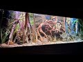 Agua viva hat das Video Amazonas Biotop (6zyaI1FxH2Y) zum Beispiel Amazonas - Wasserwelt hochgeladen.