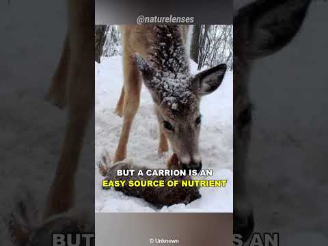 Why Do These Herbivores Eat Meat?