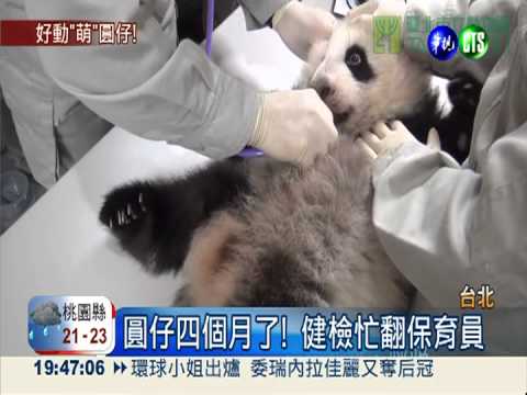 圓仔健檢不安分 保育員滿頭汗