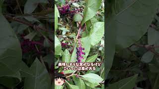 庭に畑を作ってみた【その45】#shorts