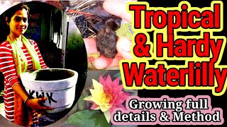 How to Grow Tropical & Hardy Waterlily? Difference betwen tropical & hardy Waterlily. growwaterlilly