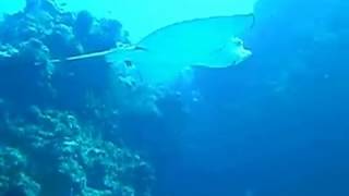 Fly like an Eagle Ray