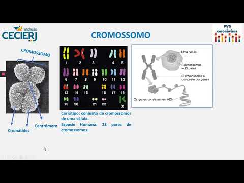 Estrutura dos Cromossomos