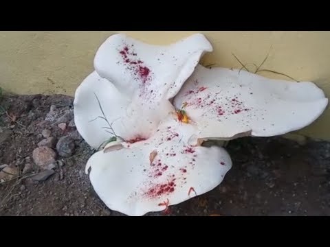 AP RCET | Examination on 8th to 11th | Vishakapatham | Vizagvision