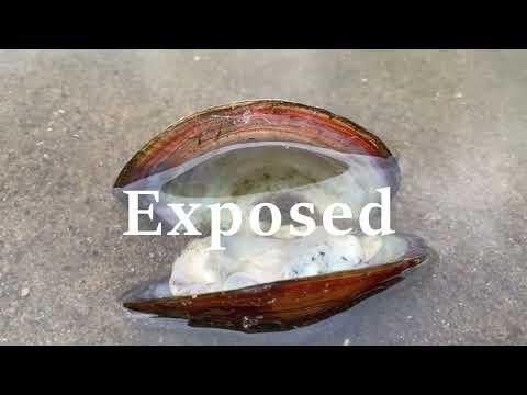 animals.mushrooms.feelings. - a video dictionary by Nicoleta Jantoan - Viadrinicum 2022