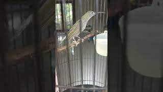 Download lagu PIJANTUNG GUNUNG GACOR DOR SI RAJA TEMBAK #shorts mp3