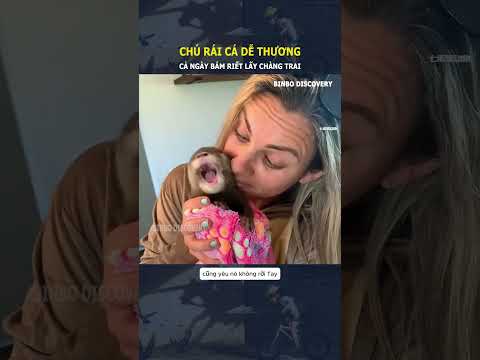 Chú rái cá dễ thương, cả ngày bám riết lấy chàng trai#shorts