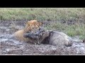 Lion Vs Wildebeest Fight