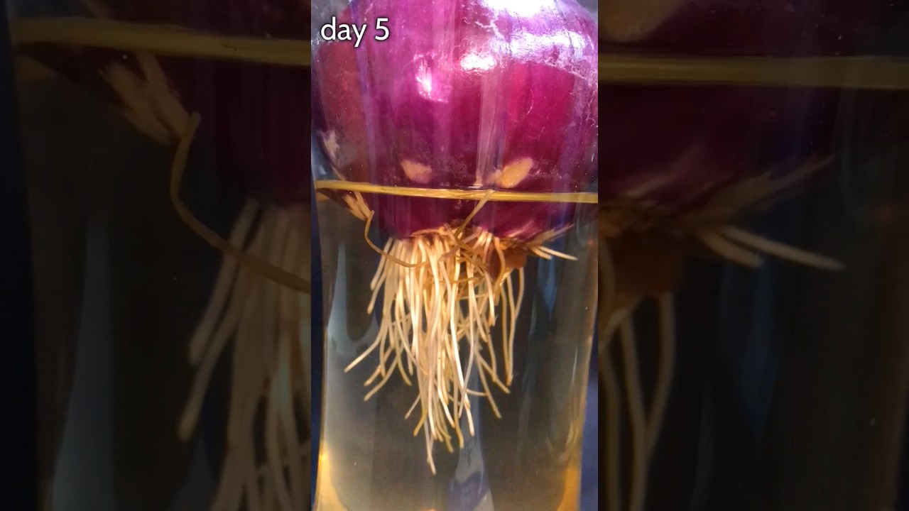 TIME LAPSE ,onion growing for 17 days in 12 seconds, grow light link in bio