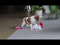 Cavalier King Charles Spaniel dogs for sale: Asher - Video 1
