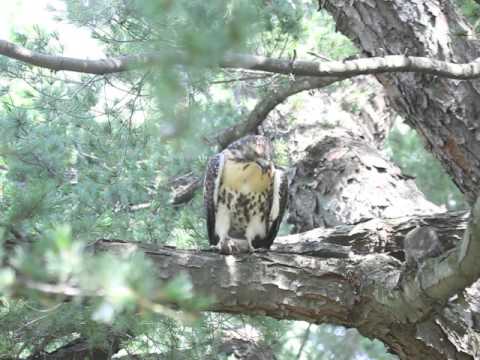 RED TAILED HAWK FLEDGLING, BIRCH GARDEN, THURS. JULY 09, 2015  299