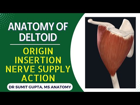 DELTOID MUSCLE : ANATOMY
