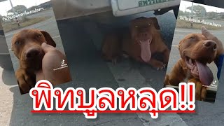หมาพิทบูลหลุด!!กับเรื่องราวสุดประทับใจ”