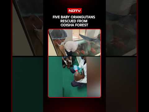 Five Baby Orangutans Rescued From Odisha Forest, Taken To Nandankanan Zoological Park In Bhubaneswar