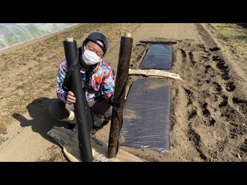 夏に家庭菜園にマルチングをするのが良いのはなぜですか?わらの選び方は？  庭園