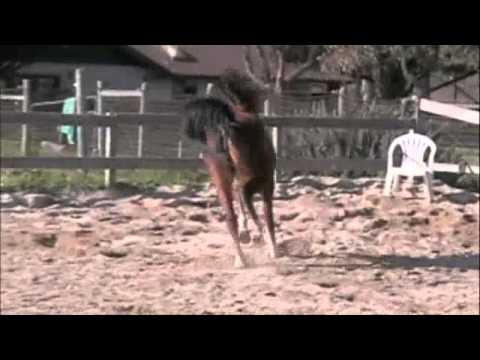 Sierra Bay B (Dakar El Jamaal x Melillah) Arabian mare for sale!!