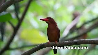 ツバメチドリ、ツミ、キンバト、アカショウビン、リュウキュウコノハズク(動画あり)