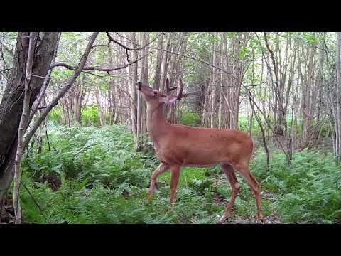 Deer hunting: How to find the pay zone!