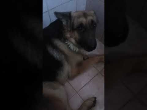 Pregnent dog early signs