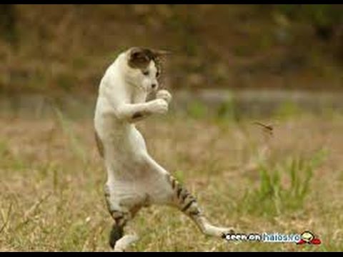 fanny cats compilation 2015 - potolucu