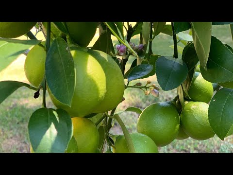 Lemon tree from cuttings “GROW your OWN” MEYER LEMON TREE!🍋🌳