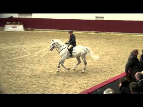 Calidrio Hengstpräsentation 2016