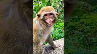 Download lagu Mere Sapno Ki Rani Kab Aaegi tu #comedy #video #funny 🤣🤣😂😂🤣 mp3 Download lagu Mere Sapno Ki Rani Kab Aaegi tu #comedy #video #funny 🤣🤣😂😂🤣 mp3