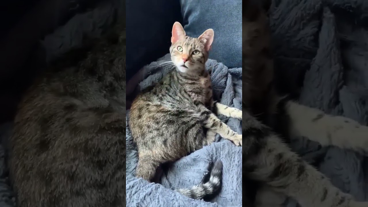 Enlarge Polaris, a Adoptable mixed breed in Greensburg, PA video 2/6