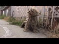 Hope For Paws: Benji was homeless his whole life... WATCH what happens next! Please share.
