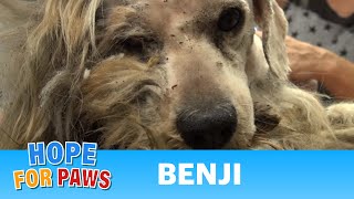 Hope For Paws: Benji was homeless his whole life... WATCH what happens next!  Please share.