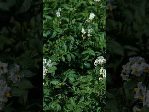 🌾 CAMPESINO CARCASIANO 🏔️ | Colombian Rural Song 🇨🇴 #Carcasí #Santander #GarcíaRovira