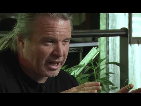 Cannabis Cultivation Mistakes: Environment & Vapor Pressure Deficit (VPD) Kevin Jodrey /Green Flower