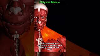 Platysma #muscle #anatomy 