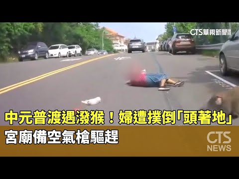 中元普渡遇潑猴！婦遭撲倒「頭著地」　宮廟備空氣槍驅趕