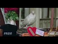 Kabootar Ja Ja Kabootar Ja Ja Full HD Song
