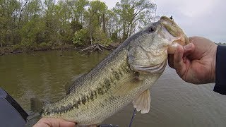 Tounament Bass Fishing as a Co-Angler (FLW/BFL Potomac River)
