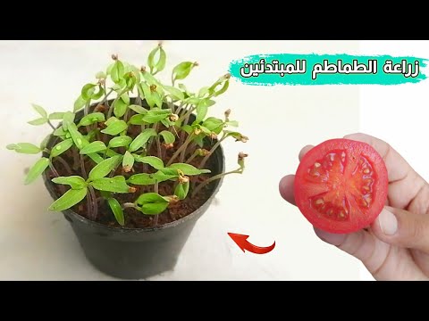 , title : 'زراعة الطماطم في المنزل من بذور الطماطم اللي عندك في البيت للمبتدئين🍅'