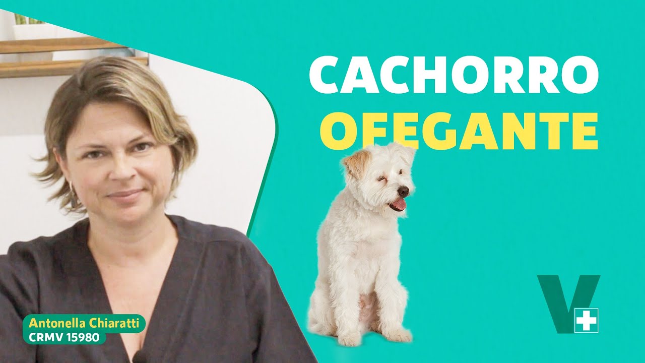 Watch Now Cachorro muito ofegante é normal Cachorro muito ofegante é normal