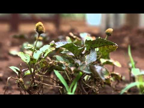 Rediscovering traditional medicinal plants at Walwhan Gardens