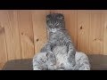 A Singing Dog Fighting House Cats
