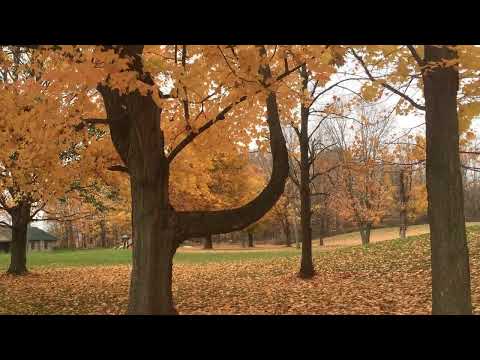 Autumn Leaves Falling to Earth