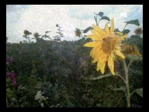 Blumenacker bei Epfenbach