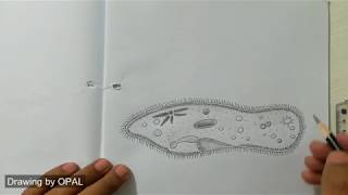 Biology practical copy-paramecium