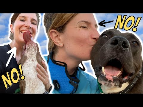 How NOT to greet dogs at the animal shelter! | Adoption Tips