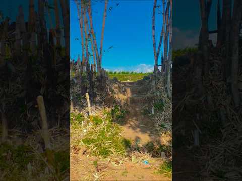 #viral Vida simples na roça: campos de arroz e natureza relaxante