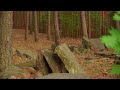 Macewy W Lesie Co Niemcy Zrobili Z Tym Cmentarzem