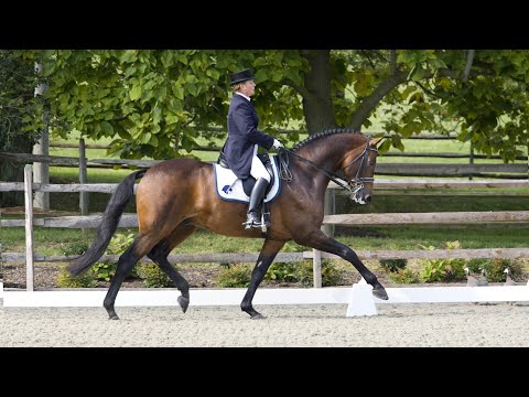 Sir Sinclair, Keur (Lord Sinclair x Flemmingh, Pref. x Le Mexico, Keur) at Iron Spring Farm