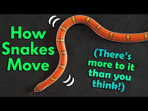How Snakes Move! (They don't just slither!)